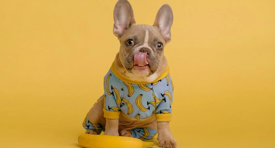 The Nutritional Benefits of Bananas for French Bulldogs